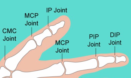 Thumb and Finger Joints Image