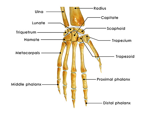 Scaphoid Fracture